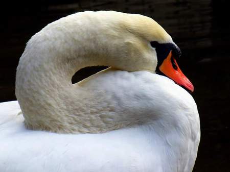 Cigno con collo a esse.